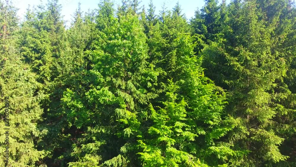 Aerial view of forest hill background, beautiful nature trees landscape Aerial view of forest hill background, beautiful nature trees landscape