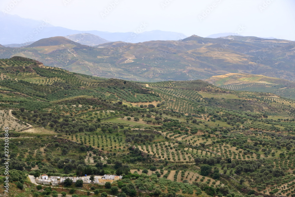 Fototapeta premium Olive plantations Crete ,Greece, Europe