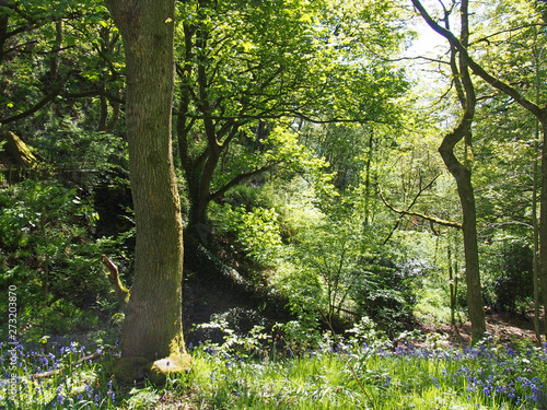 a sunlit woodland scene with light shining on the leaves and trees with the ground carpeted by springtime bluebells © Philip J Openshaw 