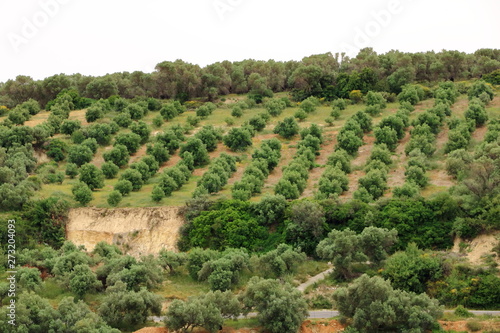 Olive plantations Crete  Greece  Europe