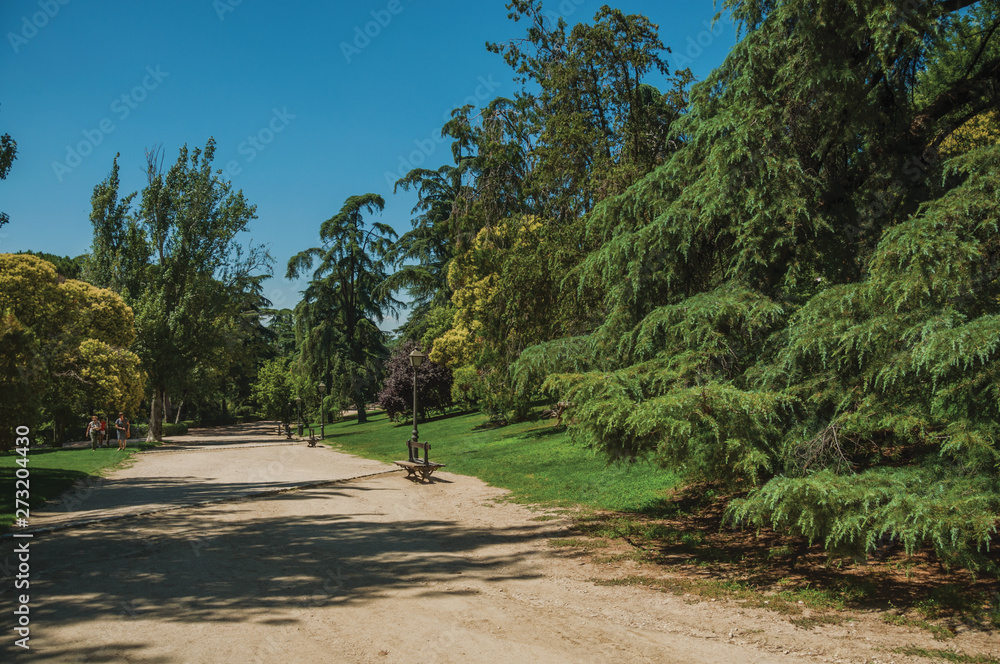 Dirt pathway passing through trees in a garden of Madrid Dirt pathway passing through trees in a garden of Madrid