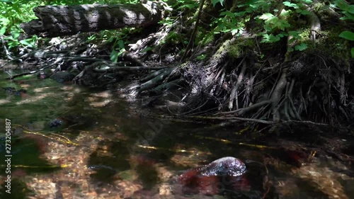 Tree roots in the forest river photo