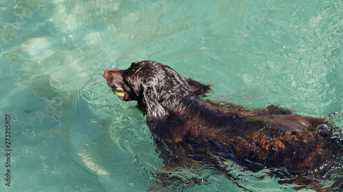 Happy spaniel dog swimming after a ball in beautiful clean turquoise sea water