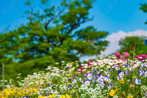 初夏の大濠公園の花壇と青空