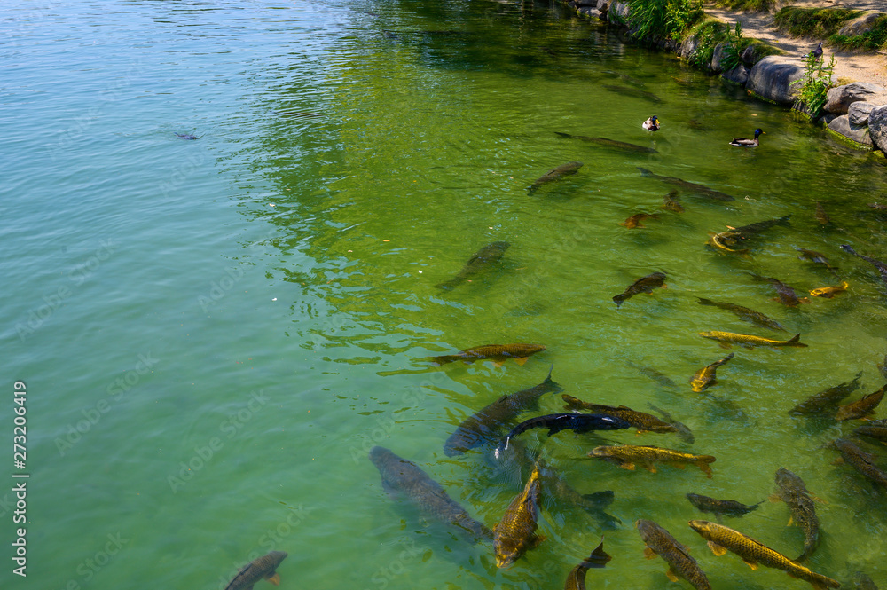 Obraz premium 初夏の大濠公園の池【福岡県】