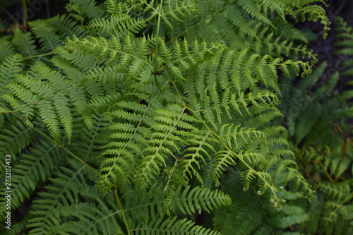 Helechos verdes en un bosque frondoso. © Gabrieuskal