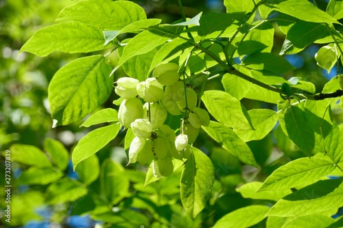 Seed pods of Staphylea trifolia