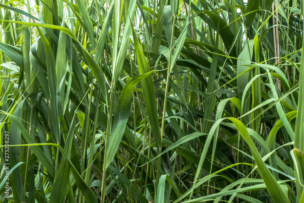 Obraz premium Tall grass
