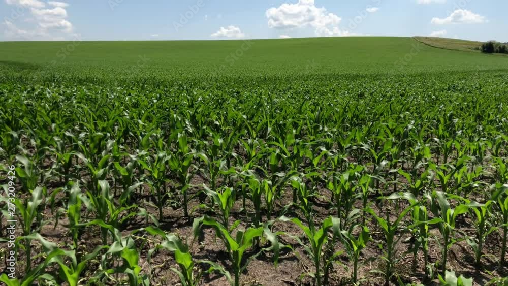 The field on which young corn is grown. Green agricultural landscape against blue sky. The field on which young corn is grown. Green agricultural landscape against blue sky.
