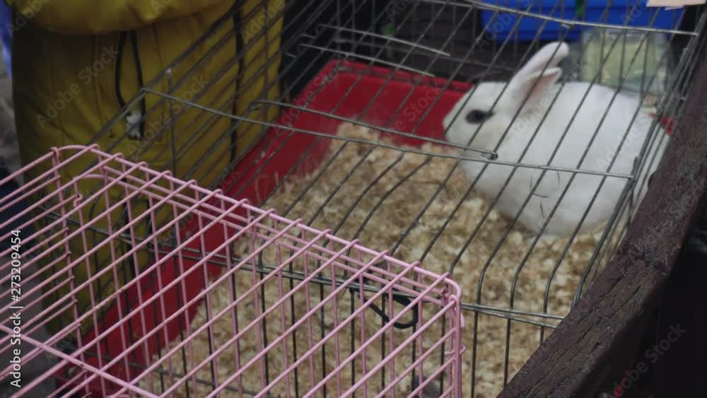 A white rabbit sits in a cage. Contact zoo. People watches domestic animals at the fair. A white rabbit sits in a cage. Contact zoo. People watches domestic animals at the fair.