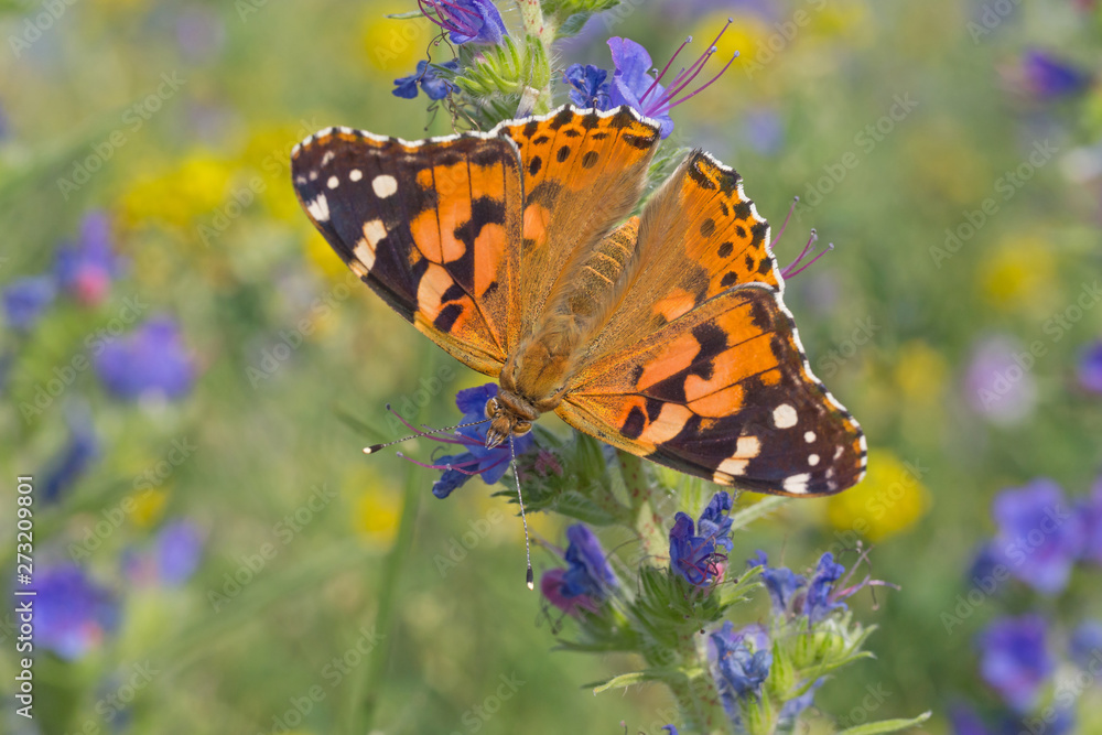 Obraz premium close up of Painted Lady butterfly on meadow