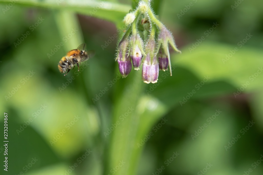Hummel an der Blume Hummel an der Blume