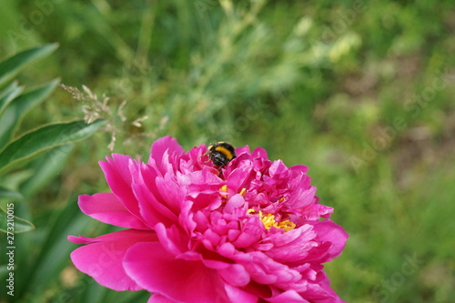 Pink flower and a bee