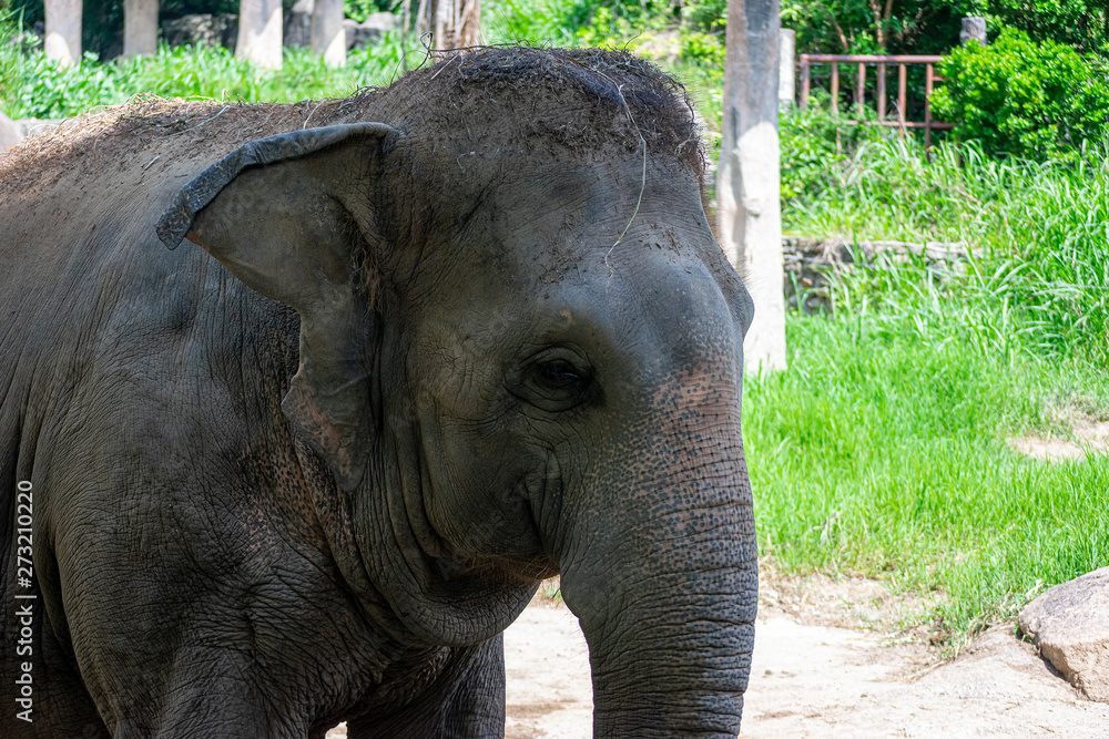 Ταπετσαρία Older elephants are waiting for tourists to feed.
