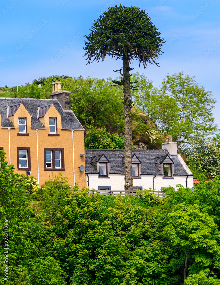 Monkey Puzzle Tree in Portree, Scotland Monkey Puzzle Tree in Portree, Scotland