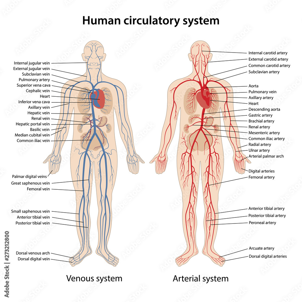 Vecteur Stock Human arterial and venous circulatory system | Adobe Stock