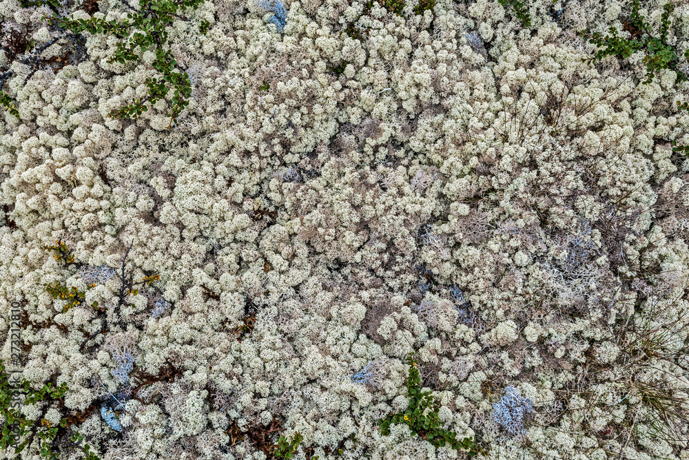 Pattern of the Reindeer lichen in Scandinavia. Pattern of the Reindeer lichen in Scandinavia.