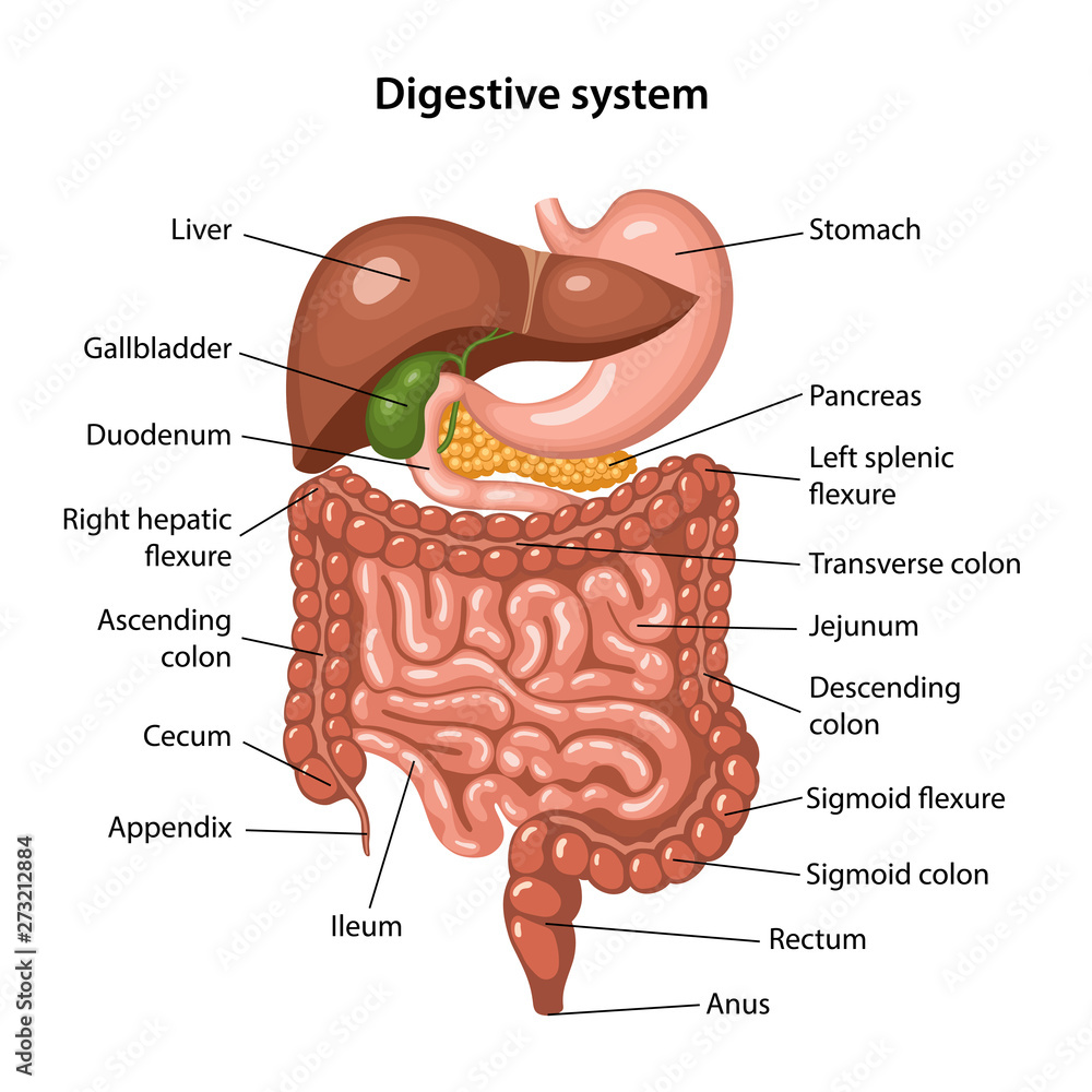 Parts Of The Digestive System