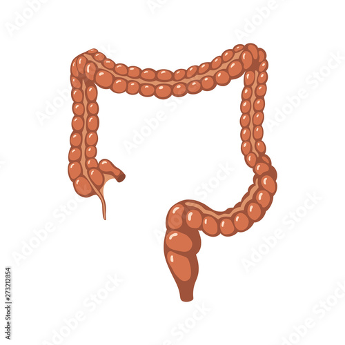 Large Intestine