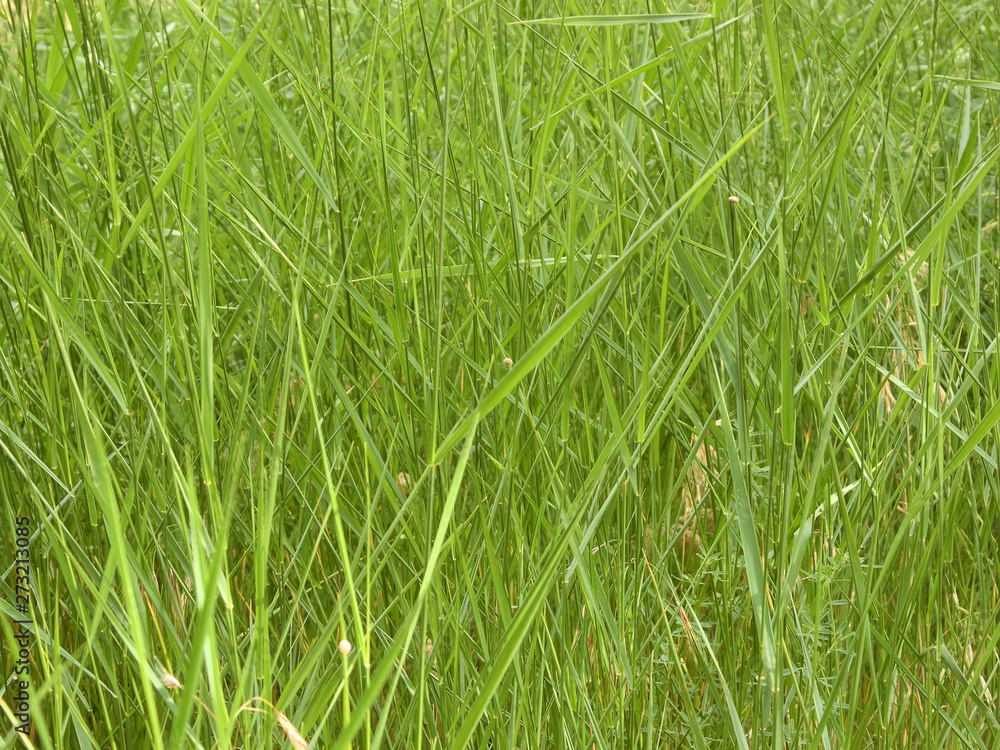 background from green plants background from green plants