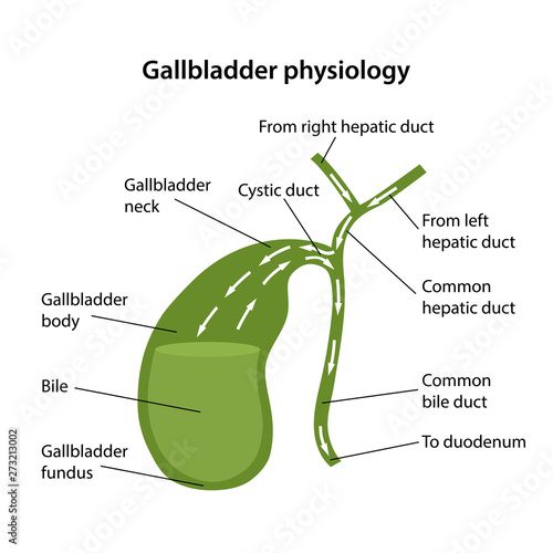 Circulation of bile in the gallbladder photo