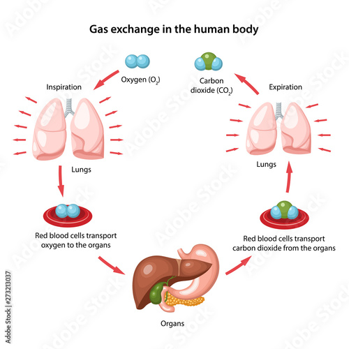 Gas exchange in the human body. Anatomical vector illustration with description of the corresponding parts in flat style isolated over white background.