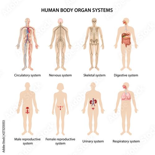 Human body organ systems