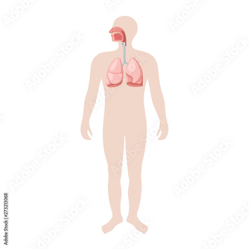 Human respiratory system. Anatomical vector illustration in flat style isolated over white background.