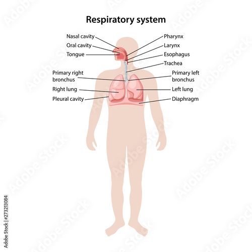 Human respiratory system with description of the corresponding parts. Anatomical vector illustration in flat style isolated over white background.