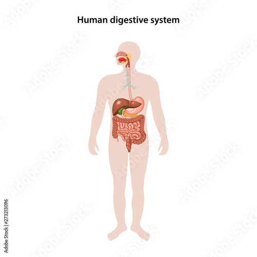 Human digestive system 