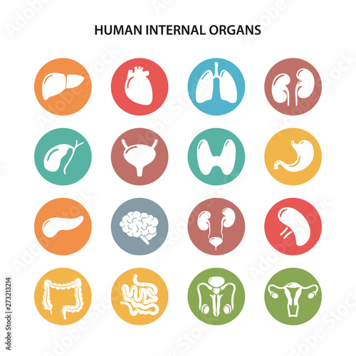 Set of round colored icons of human internal organs in flat style
