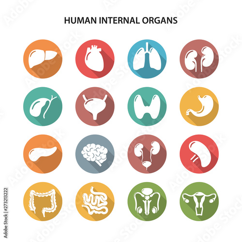 Set of round colored icons of human internal organs in flat style with shadow