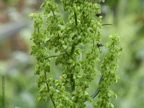 greenery and flowers