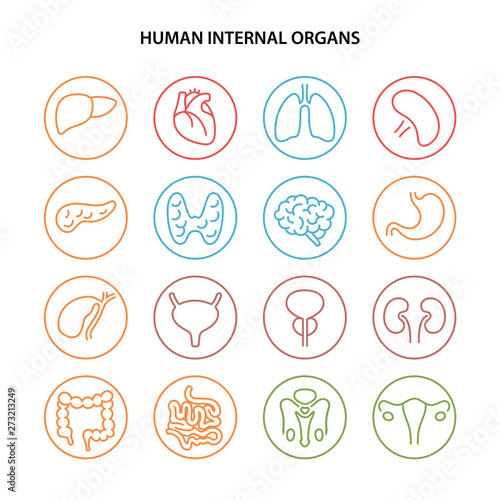 Set of round color contour icons of human internal organs in outline style
