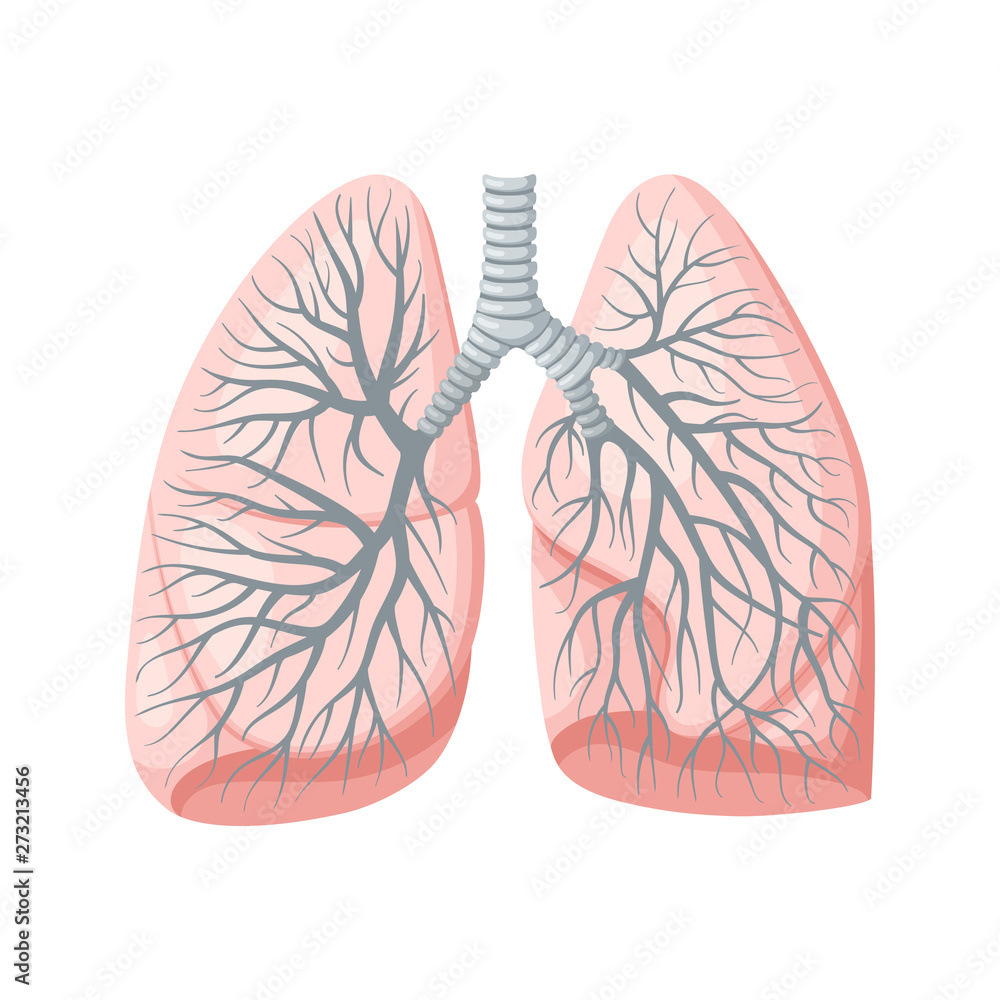 Human lungs. Trachea and bronchi. Anatomical vector illustration in