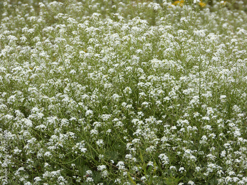 greenery and flowers