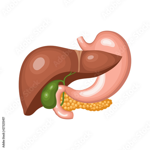 Internal digestive organs: liver, stomach, gallbladder, pancreas and duodenum