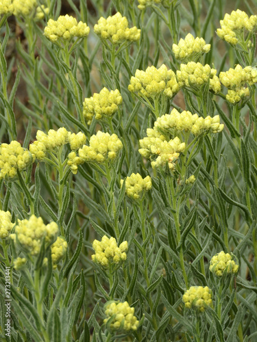 greenery and flowers