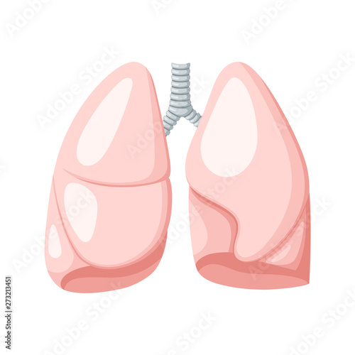 Human lungs