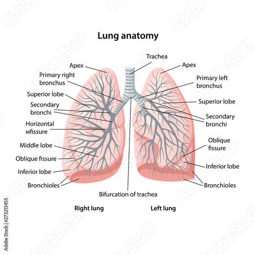 Structure of human lungs with description of the corresponding parts. Trachea and bronchi. Anatomical vector illustration in flat style isolated over white background.