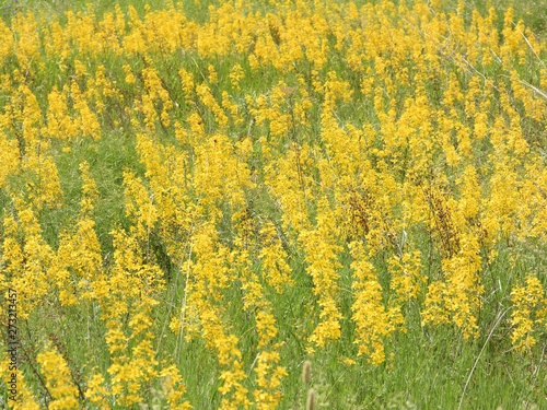 greenery and flowers