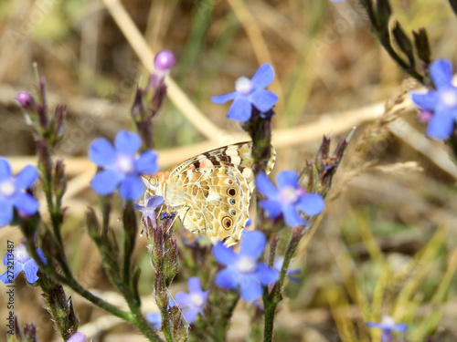 butterfly, flower