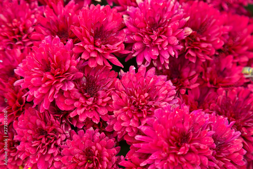 flowering red garden chrysanthemums, abstract background flowering red garden chrysanthemums, abstract background