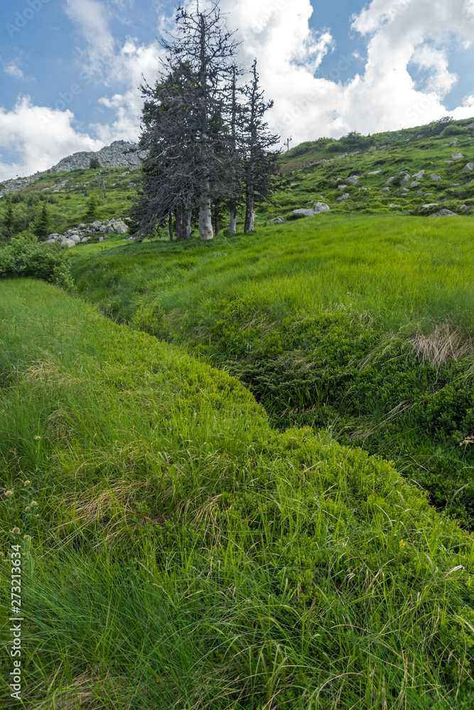 Summer Landscape with green hills of Vitosha Mountain, Sofia City Region, Bulgaria