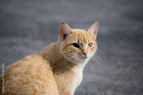 Close-up of a beautiful ginger colored cat