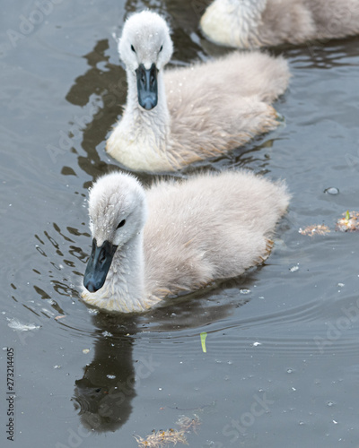 Three Very Young Cygnet Swans