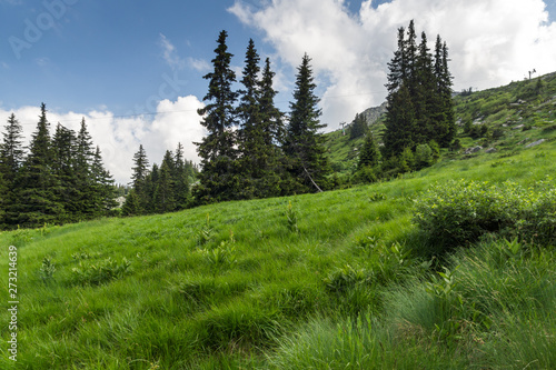 Summer Landscape with green hills of Vitosha Mountain, Sofia City Region, Bulgaria