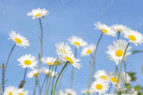 daisies on background of blue sky