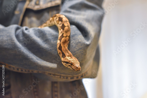 python on hand, snake on hand, man holds python
