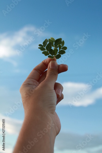 hand holding green leaf on blue sky